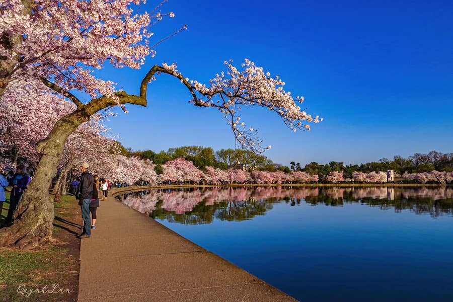 Tidal Basin image 3