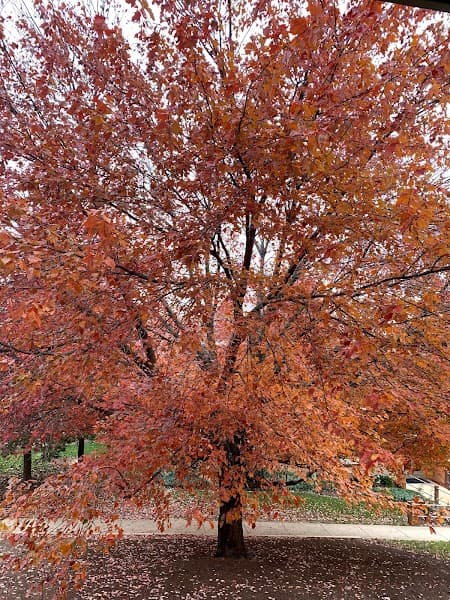 Westminster Park image 4