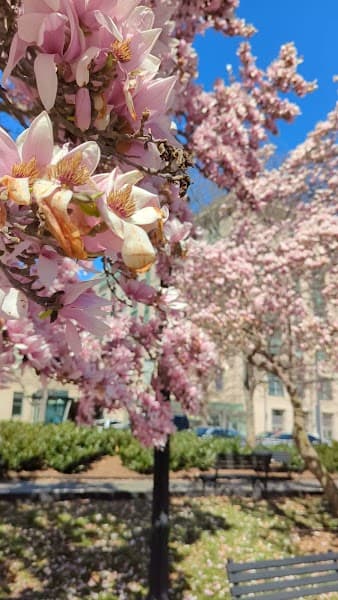 Rawlins Park image 2
