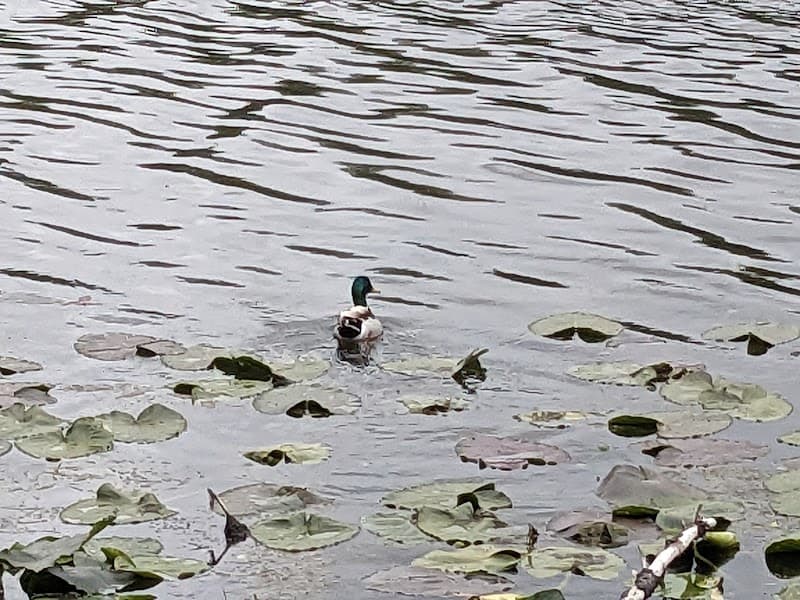 Carlisle Lake image 4