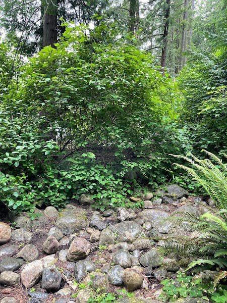 Pine Lake image 4