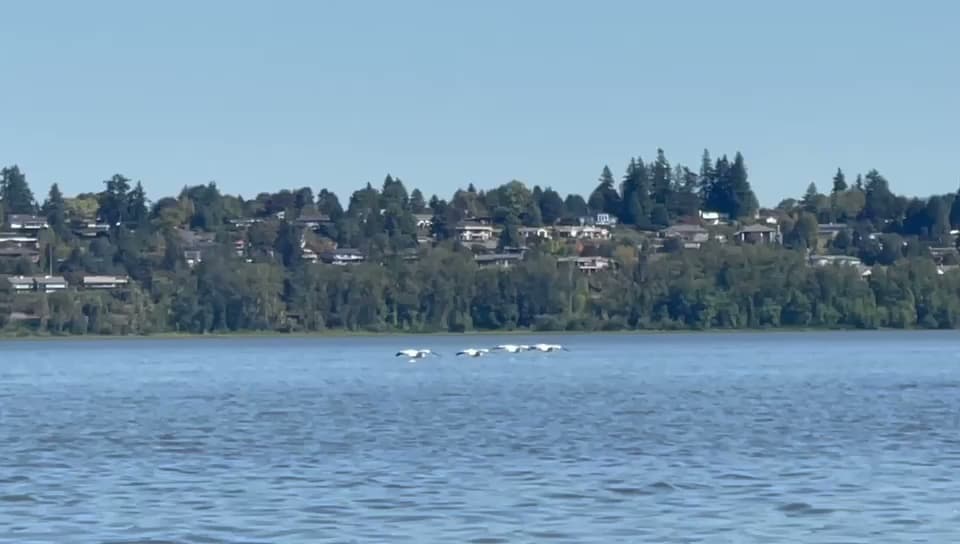 Vancouver Lake image 2