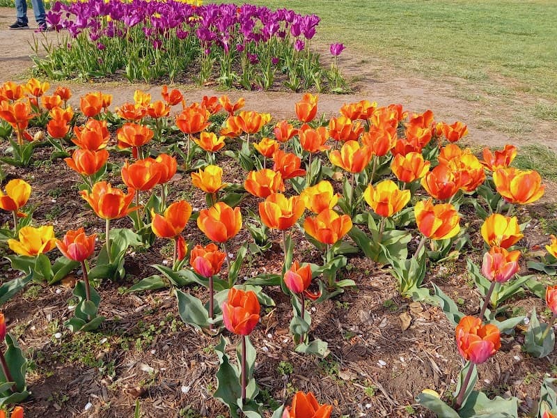 Floral Library image 4