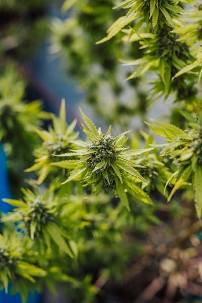 Cannabis Karma image 3