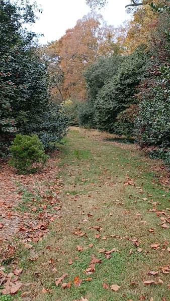 Holly And Magnolia Section, National Arboretum image 2