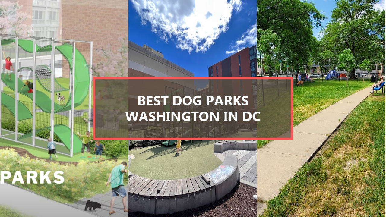 17+ BEST Dog Parks in Washington DC: Unleash Your Pup’s Joy Today!