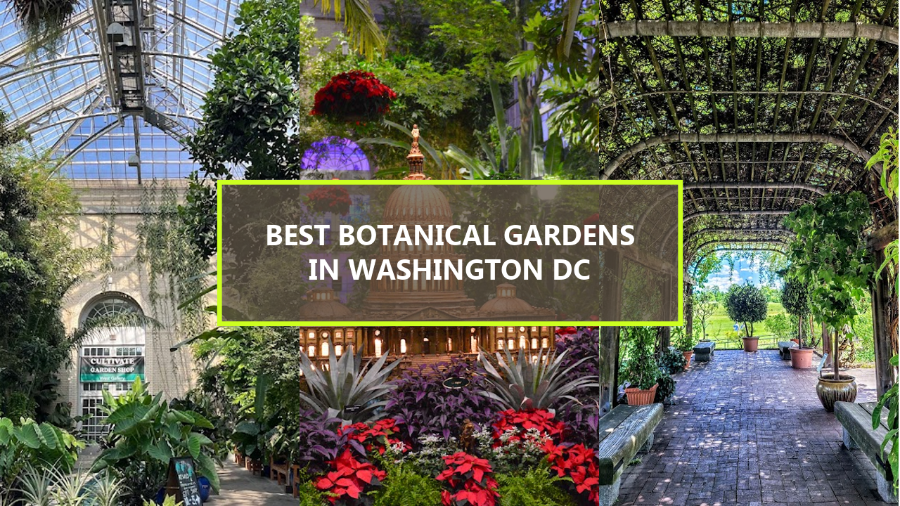 17+ BEST Botanical Gardens in Washington DC: Explore These Hidden Gems Before They’re Gone